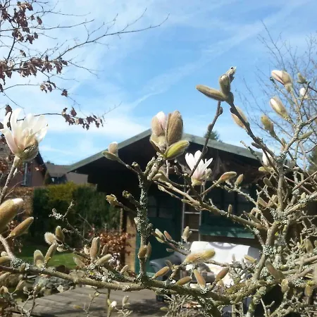 Palm モンシャウ